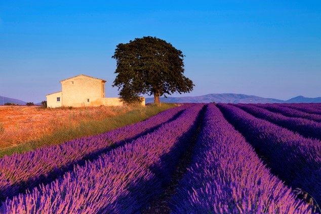 Lavendel